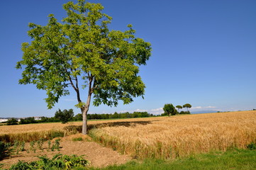 Campo di grano