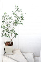 Green plant in white room