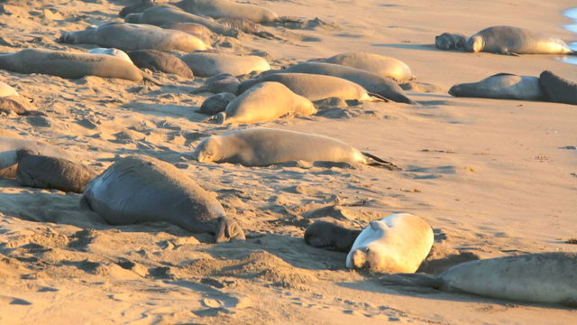 sea lions on the beach in California