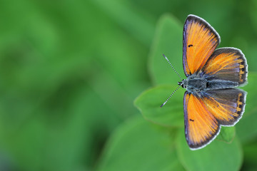Purple-edged Copper butterfly (Lycaena hippothoe) 