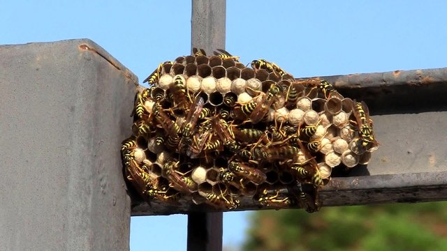 Nido di vespe-Wasp nest