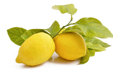 limonicon foglie-juicy lemons with yellow leaves