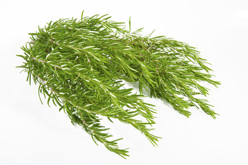 fresh rosemary on white background