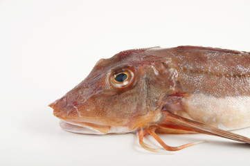 chicken of the sea