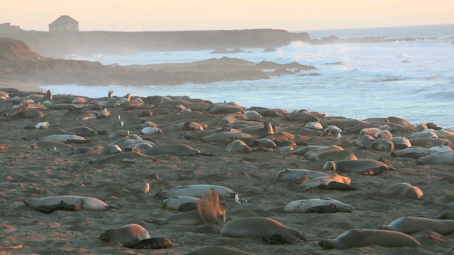 sea lions on the beach in California 