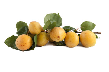 apricots