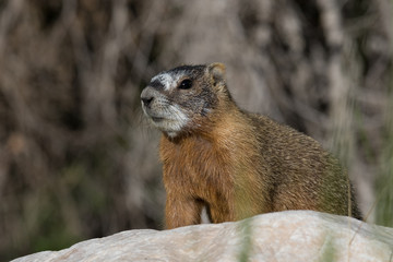 Yellow Bellied Marmot standing on a rock in sunlight