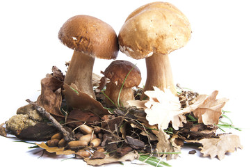 mushrooms-finghi porcini