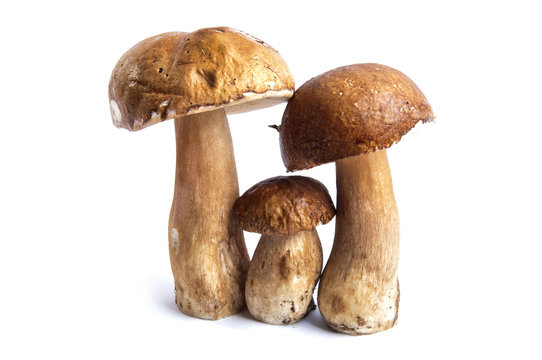 mushrooms-finghi porcini