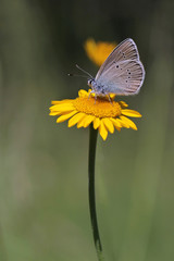 Mazarine Blue butterfly (Cyaniris semiargus) and yellow chamomile flower