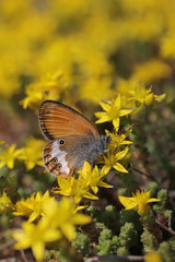 butterfly Pearly Heath (Coenonympha arcania) on flowering Sedum acre