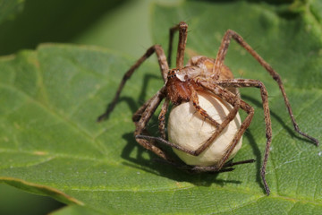 Spider with egg sac