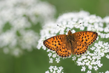 butterfly in habitat