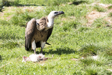 vulture eating dead chicken