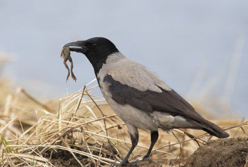 Hooded Crow with prey frog