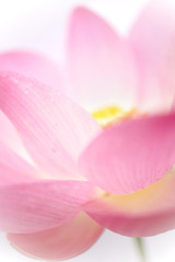 Pink Lotus , in soft color and blur style background