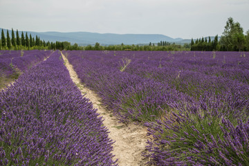 Naklejka na ściany i meble Provence Landschaft mit duftenden Lavendelfeldern