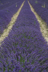 Fototapeta na wymiar Provence Landschaft mit duftenden Lavendelfeldern