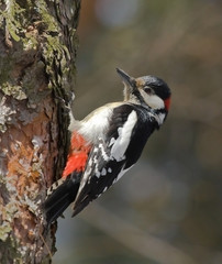 Great Spotted Woodpecker on pine-tree