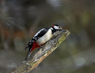 Great Spotted Woodpecker on the branch