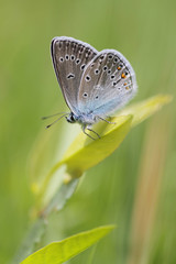 Fototapeta na wymiar Common Blue butterfly - polyommatus icarus