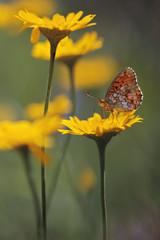 Obraz premium Butterfly on yellow flowers