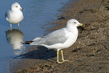 Two common Seagulls standing along shore line of sandy beach
