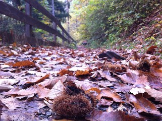 castagne in autunno
