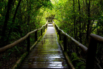 Obraz premium wood bridge for a walk on evergreen forest Located on altitude