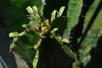 Südafrikanischer Säulenkaktus