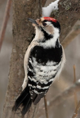 Lesser Spotted Woodpecker