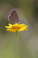 Female of Common Blue butterfly - polyommatus icarus