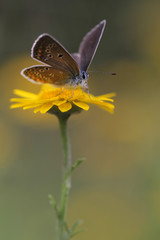 Female of Common Blue butterfly - polyommatus icarus