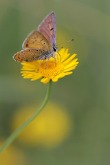 Purple-shot Copper - Lycaena alciphron