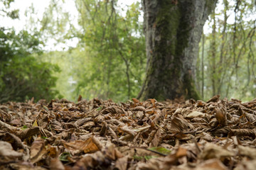 Gros plan de feuilles mortes