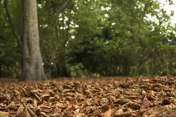 Sous-bois avec feuilles mortes