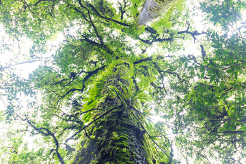 Fototapeta premium plants in tropical evergreen forest located on high altitude above sea level.