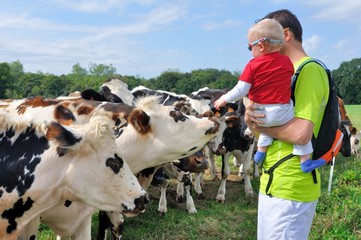 Tout jeune enfant dans les bras de son père découvrant des vaches