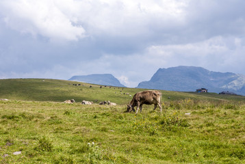 cows grazing at the meadow at Rolle Pass