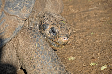 Obraz premium large turtle at a zoo looking at camera posing