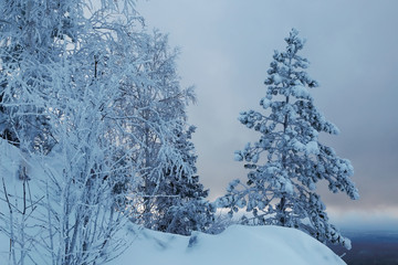 snow-covered fir on top of hill