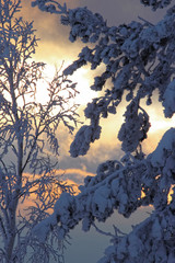 spruce branch in the snow at sunset