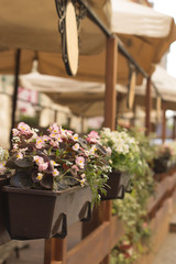 Fototapeta na wymiar Flowers in a cafe on the terrace