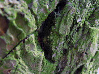 кора дерева © lrisha