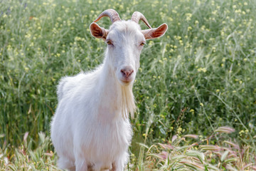 Obraz premium A White goat