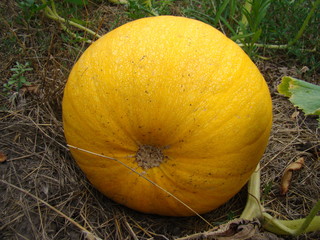 pumpkin