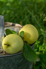 Two apples ripening white varieties in the garden