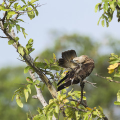 Brahminy kite in Pottuvil, Sri Lanka