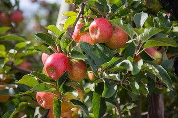 Organic Apples