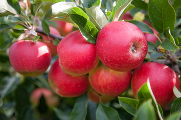 Bright red apples